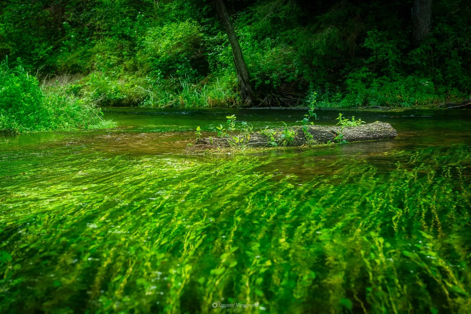 Rospudos slėnis - tyra gamta Natura 2000